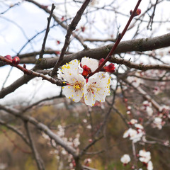 Cherry blossoms bloomed beautifully The cherry blossoms bloom and let us know the coming of spring. We celebrate the arrival of spring under the cherry tree. Nature photo.