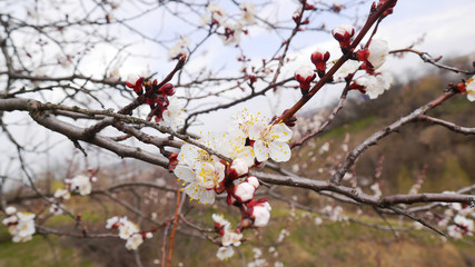 Cherry blossoms bloomed beautifully The cherry blossoms bloom and let us know the coming of spring. We celebrate the arrival of spring under the cherry tree. Nature photo.