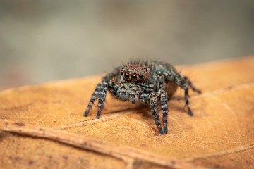 Image of jumping spiders (Salticidae) on a natural background., Insect. Animal.