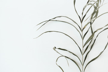 Closeup of stringy green plant on white background. Flat lay, top view.