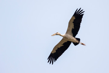 Obraz premium Image of an Asian openbill stork(Anastomus oscitans) flying in the sky. Bird, Wild Animals.
