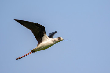 Image of black-winged stilt bird (Himantopus himantopus) flying in the sky. Birds. Animal.