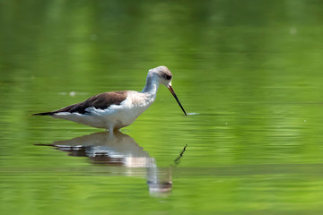 Image of Black-winged Stilt (Himantopus himantopus) are looking for food. Bird. Wild Animals.