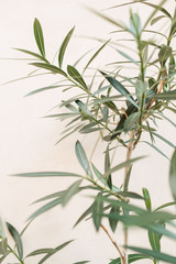 Green leaves branches on white background. Minimal nature concept.