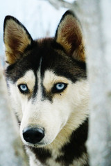Husky dog with blue eyes in black and white