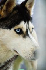 Husky dog with blue eyes in black and white