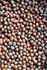 inshell hazelnuts in a box