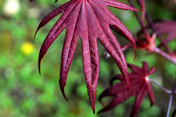 Closeup of the red leaves of a Japanese acer palmatum