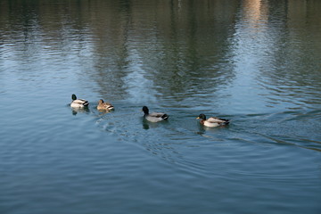 Parma, Italy, ducks in Park Ducale