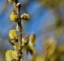 branch of willow