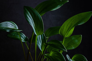 Leaves of a houseplant on a dark background.