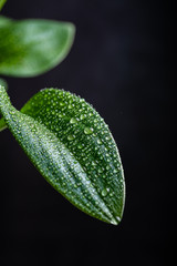 Close-up of a leaf and water drops on its background.