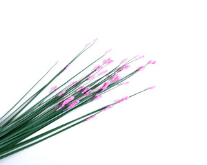 a sprig of flowers on a white background. Suitable for all types of advertising products