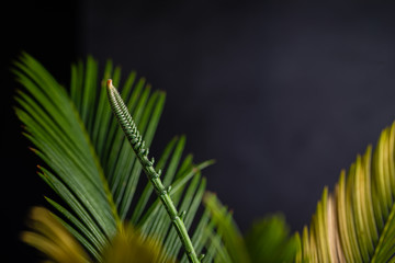 Cycad or Cycadales leaf. Nature garden concept.