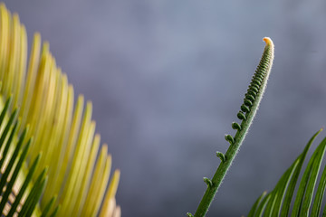 Cycad or Cycadales leaf. Nature garden concept.