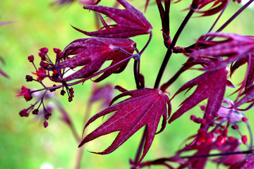 Closeup of the red leaves of a Japanese acer palmatum