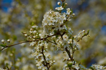 flowers in spring