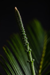 Cycad or Cycadales leaf. Nature garden concept.