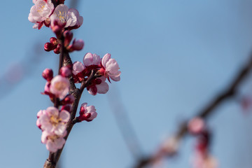 Beautiful peach tree flowers in blossom with deep colorful blue sky. Parts of image are blured due...