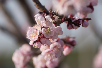 Beautiful peach tree flowers in blossom with deep colorful blue sky. Parts of image are blured due to shallow depth of field and large focal length