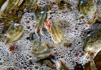 Crabs in the water, close-up shot