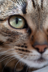 Cat's green eye on the half of the muzzle, close up