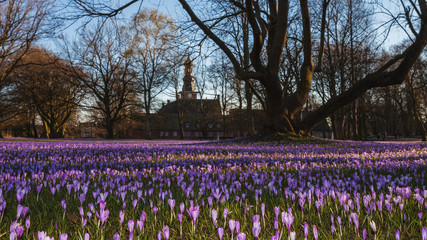 Krokusblüte in Husum