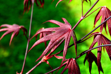 Closeup of the red leaves of a Japanese acer palmatum