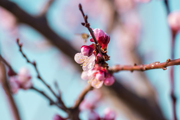 Beautiful peach tree flowers in blossom with deep colorful blue sky. Parts of image are blured due to shallow depth of field and large focal length