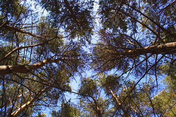 Sky through the tops of pines.