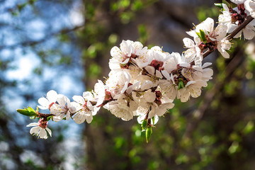 Flowering apricots in spring