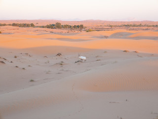 Fototapeta na wymiar Oryx in Dubai sand dunes