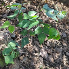 young plants in the garden