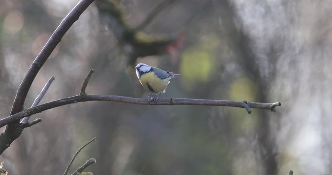 m&eacute;sange bleue mangeant une graine en contre jour