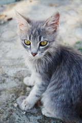 gray fluffy kitten with green eyes sits on the road