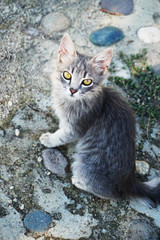 gray fluffy kitten with green eyes sits on the road