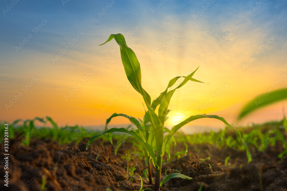 Wall mural maize seedling in the agricultural garden with the sunset, growing young green corn seedling