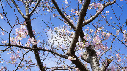 公園の周りに咲く桜