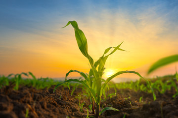 Maize seedling in the agricultural garden with the sunset, Growing Young Green Corn Seedling