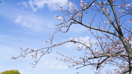 公園の周りに咲く桜