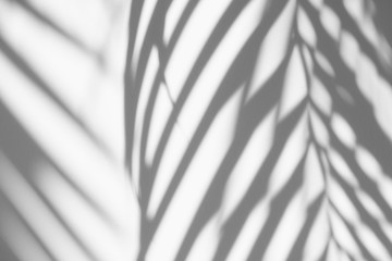 abstract background of shadows palm leaf is tropical leaves on a white wall. White and Black.