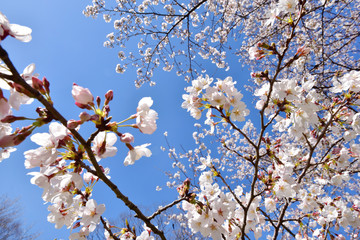 満開の桜