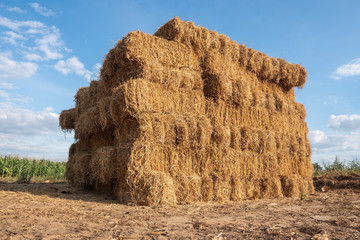 pile hay from dry rice after harvest in Thailand