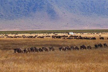 Naklejka na ściany i meble Wildebeest herd safari Tanzania