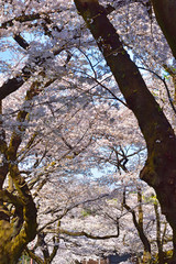 満開の桜