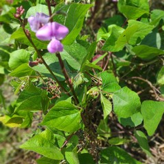 flower in the garden