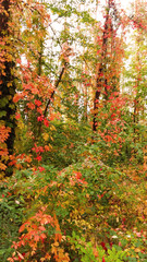Autumn leafes in the forest