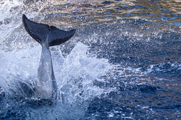 Splashing Delphine 