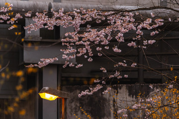 Fototapeta na wymiar Kirschblüten und Laterne vor Betonbrücke
