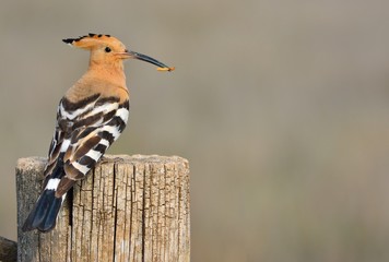 Eurasian Hoopoe or Upupa epops, beautiful brown bird. © StockPhotoAstur